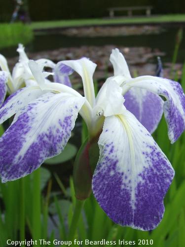 Knightshayes (16)